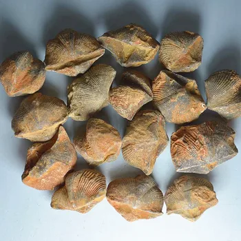 Shi Yan Bao Mayumi prírodné fosílneho kameňa skameneliny zvierat fosílie boli odoslané Zľavy