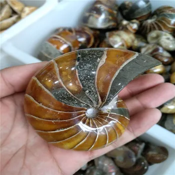 1pcs Prírodné celý ammonite fosílnych conch crystal vzor uzdravenie