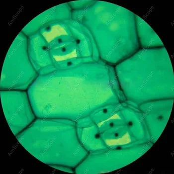 LED Študent Vedy Mikroskopom--AmScope Dodávky 40X-800X Hrubo & Jemné LED Študent Vedy Mikroskopom + Imager