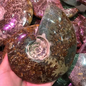 O 500g prírodných minerálnych Siphonaria Crystal drahokam, meditácie, reiki liečenie drsné ammonite crystal kameň domáce dekorácie